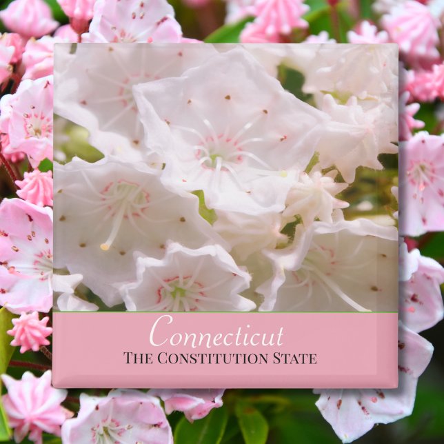 Íman Mountain Laurel Flor do Estado de Connecticut (Criador carregado)