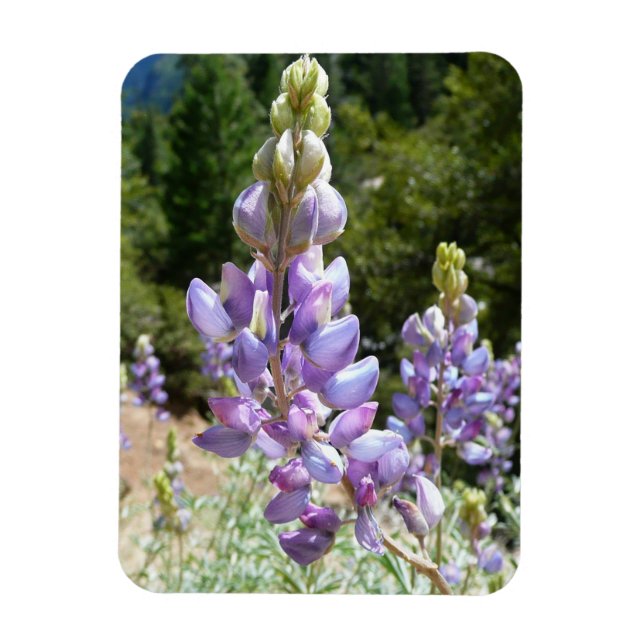 Íman Mountain Lupins at Yosemite (Vertical)