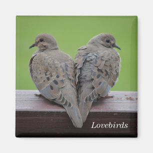 Íman Mourning Doves