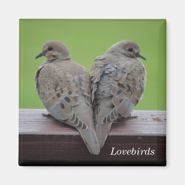 Íman Mourning Doves (Frente)