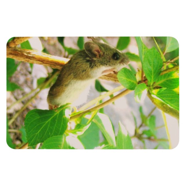 Íman Mouse Magnet (Horizontal)