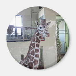 Íman Mouse Magnet nº 2