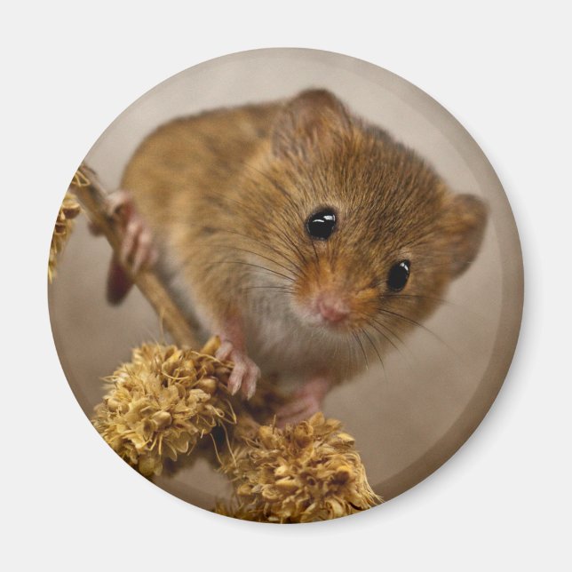 Íman Mousie Magnet (Frente)