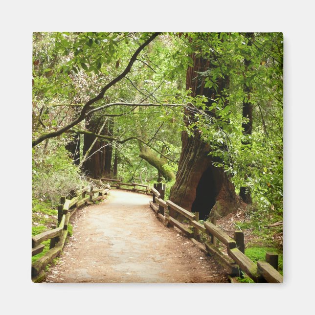 Íman Muir Woods Path II - Fotografia natural (Frente)