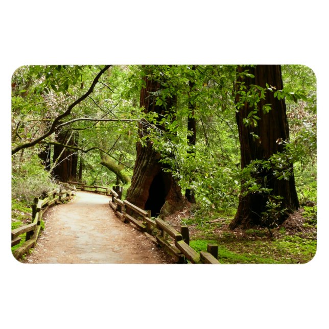 Íman Muir Woods Path II - Fotografia natural (Horizontal)