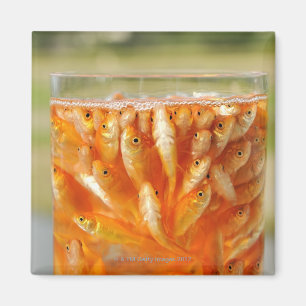 Íman Muito peixe dourado que estão no recipiente de