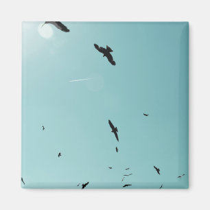 Íman Muitos pássaros e um rastro