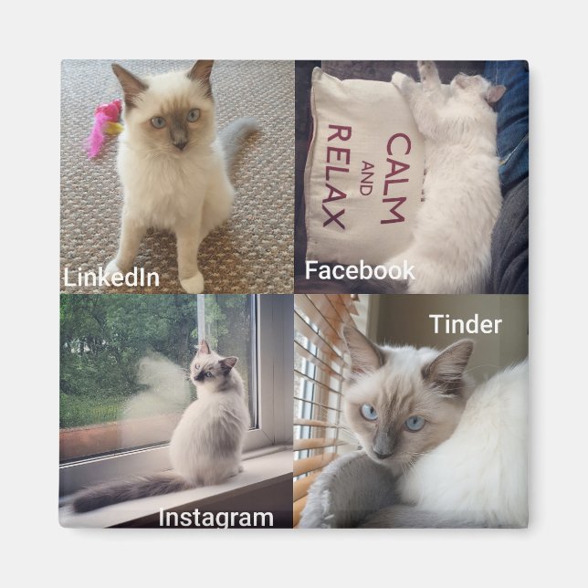 Íman Muitos rostos de um Gato Ragdoll (Frente)