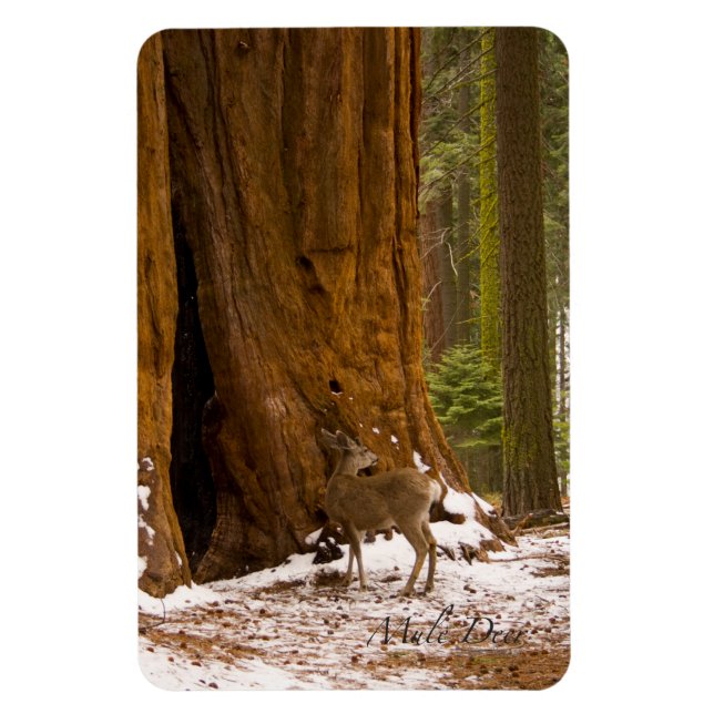 Íman Mule Deer (Vertical)