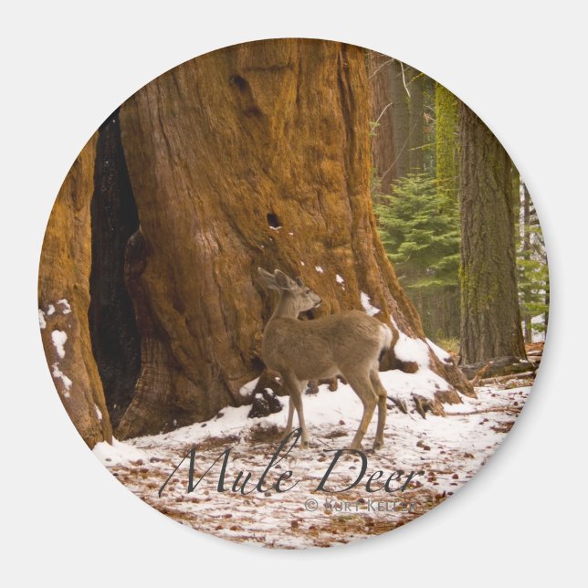 Íman Mule Deer (Frente)