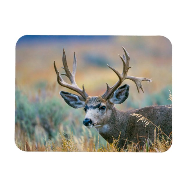 Íman Mule Deer Buck | Grand Teton National Park Wyoming (Horizontal)