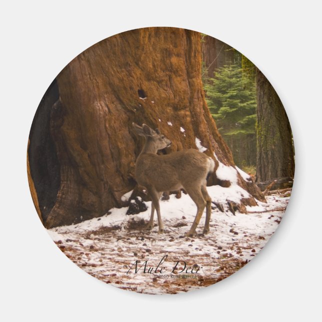 Íman Mule Deer Magnet (Frente)
