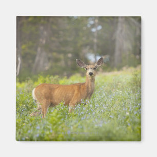 Íman Mule Deer (Odocoileus hemionus) em prado