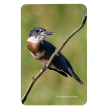 Mulher Beliscada Kingfisher Fora num Limb