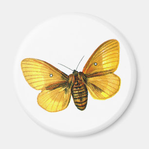 Íman Mulher-de-busca-bomba