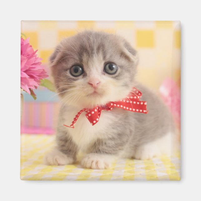 Íman Munchkin Kitten (Frente)