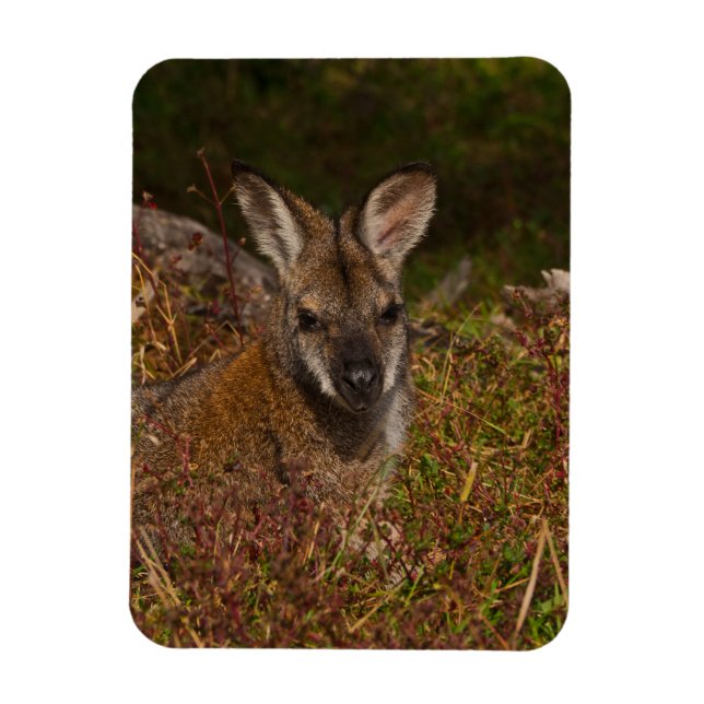 Íman Muralha de pescoço vermelho (Vertical)