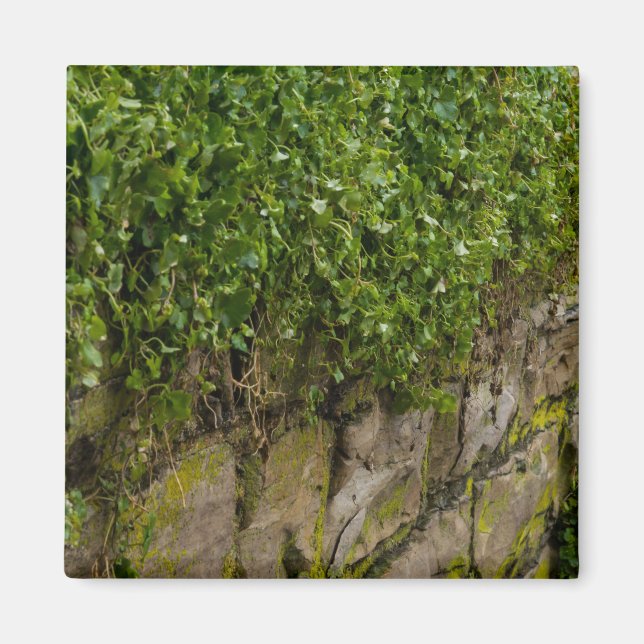 Íman Muro De Ivy (Frente)