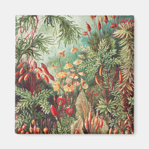 Íman Musgos, Muscinae Laubmoose por Ernst Haeckel