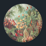 Íman Musgos, Muscinae Laubmoose por Ernst Haeckel<br><div class="desc">Muscinae Laubmoose por Ernst Haeckel Ímã de Plantas Vintage</div>