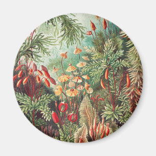 Íman Musgos, Muscinae Laubmoose por Ernst Haeckel