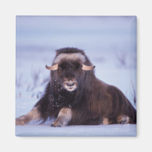 Íman muskox, Ovibos moschatus, touro jovem
