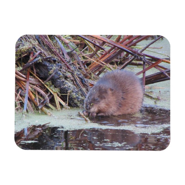 Íman Muskrat (Horizontal)