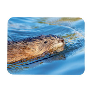 Íman Muskrat na Reserva Ecológica da Fazenda de Vassar