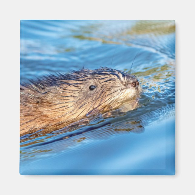 Íman Muskrat na Reserva Ecológica de Vassar Fazenda (Frente)