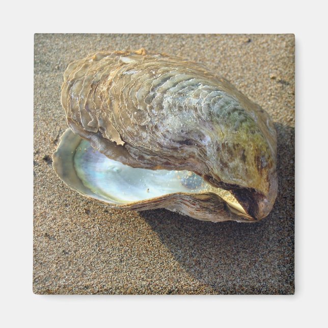 Íman Mussel Seashell Sand Beach Magnet (Frente)