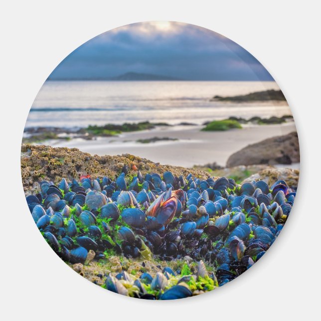 Íman Mussels (Frente)