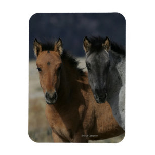 Íman Mustang Foal Headshot