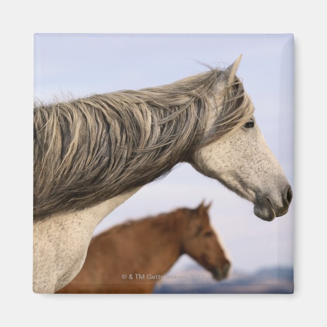 Íman Mustangs Espanhóis (Frente)