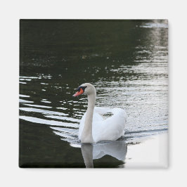 Íman Mute Swan