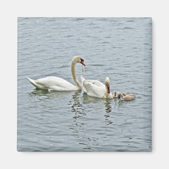 Íman Mute Swan Famly (Frente)