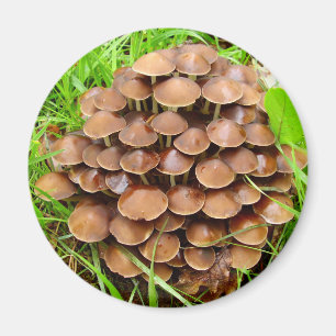 Íman Mycena inclinata Mushroom Magnet