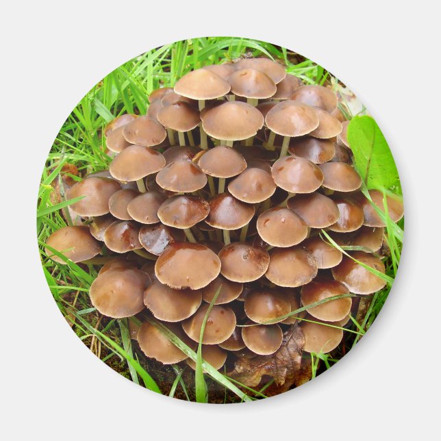 Íman Mycena inclinata Mushroom Magnet (Frente)