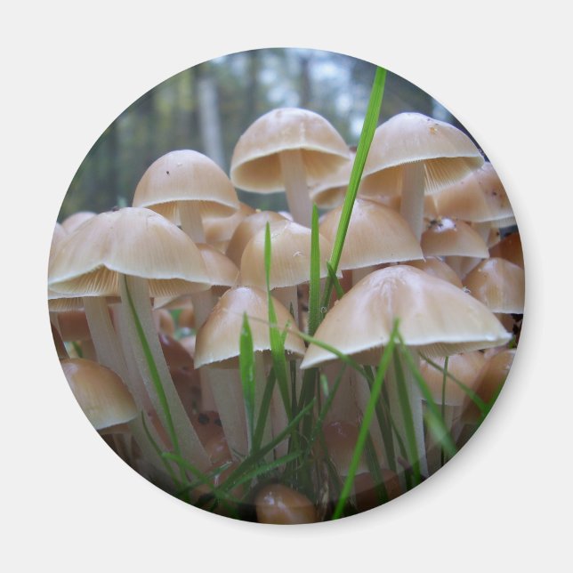 Íman Mycena inclinata Mushroom Magnet (Frente)