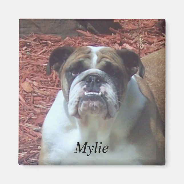 Íman Mylie English Bulldog Square Magnet (Frente)