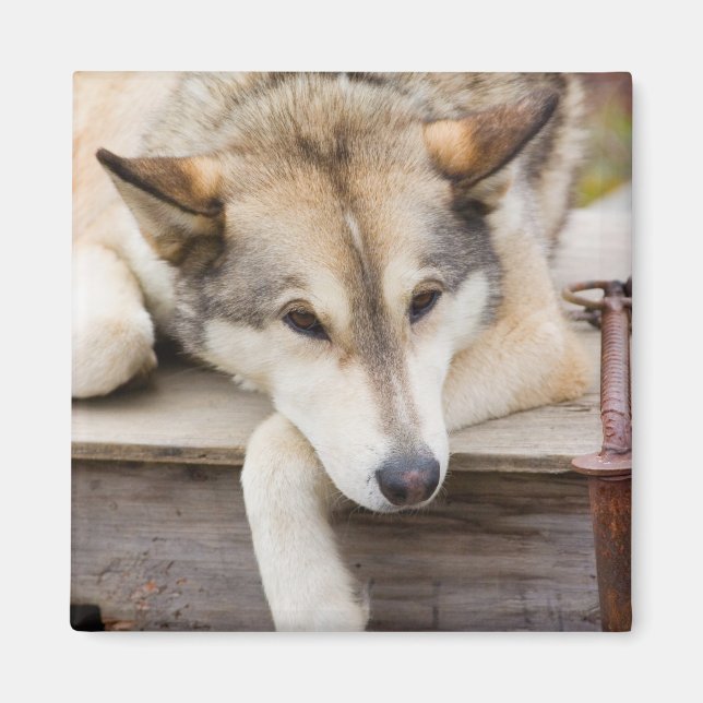 Íman N.A., EUA, Alasca. Cães de trenó Husky (Frente)