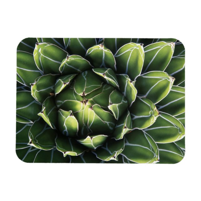 Íman N.A., EUA, Arizona, Tucson, Deserto de Sonora (Horizontal)