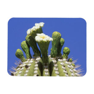 Íman N.A., EUA, Arizona, Tucson, Deserto de Sonora 2