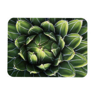 Íman N.A., EUA, Arizona, Tucson, Sonora Desert