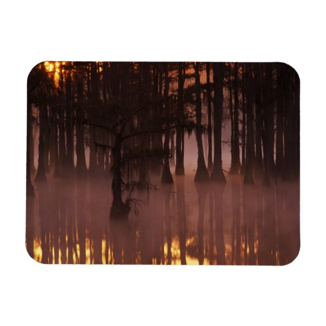 Íman N.A., EUA, Geórgia, George Smith State Park. (Horizontal)