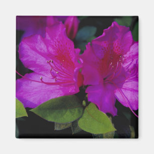 Íman N.A. EUA, Geórgia, Savannah. Azaléia em flor.