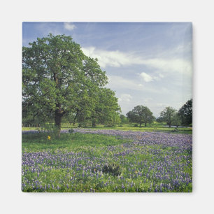 Íman N.A., EUA, Texas, Lago Buchanan, Oaks e Blue