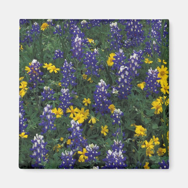 Íman N.A., EUA, Texas, Marble Falls, Blue Bonnets (Frente)