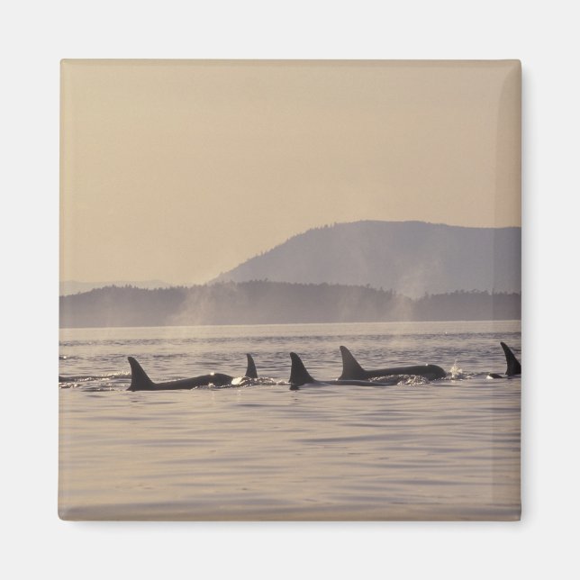 Íman N.A., EUA, Washington, Ilhas San Juan Orca (Frente)
