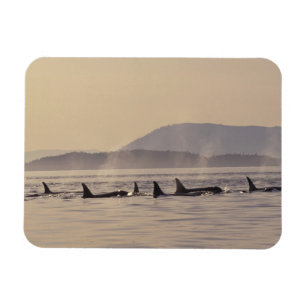Íman N.A., EUA, Washington, Ilhas San Juan Orca