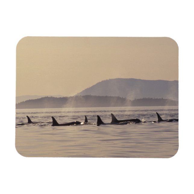 Íman N.A., EUA, Washington, Ilhas San Juan Orca (Horizontal)